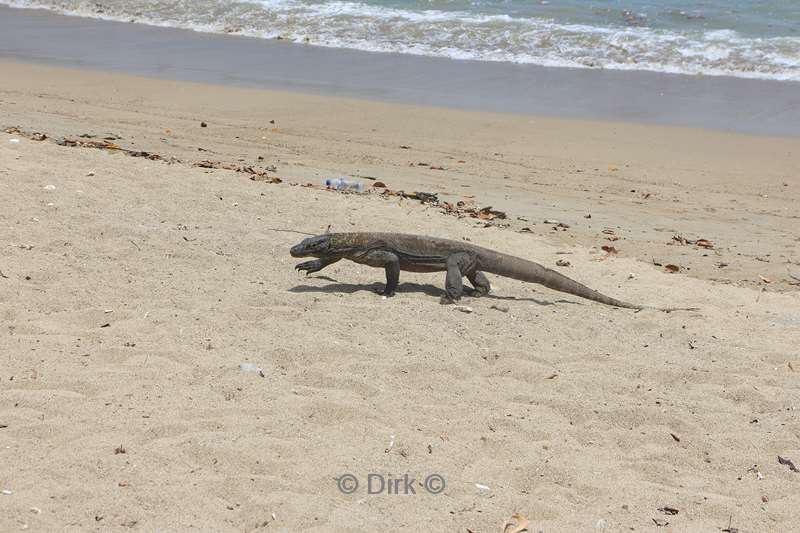 komodovaraan