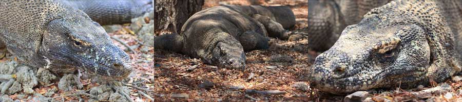 eilanden komodo flores