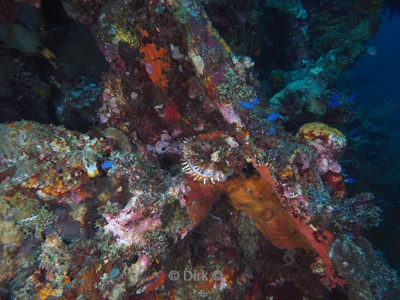 duiken bali tulamben scheepswrak uss liberty