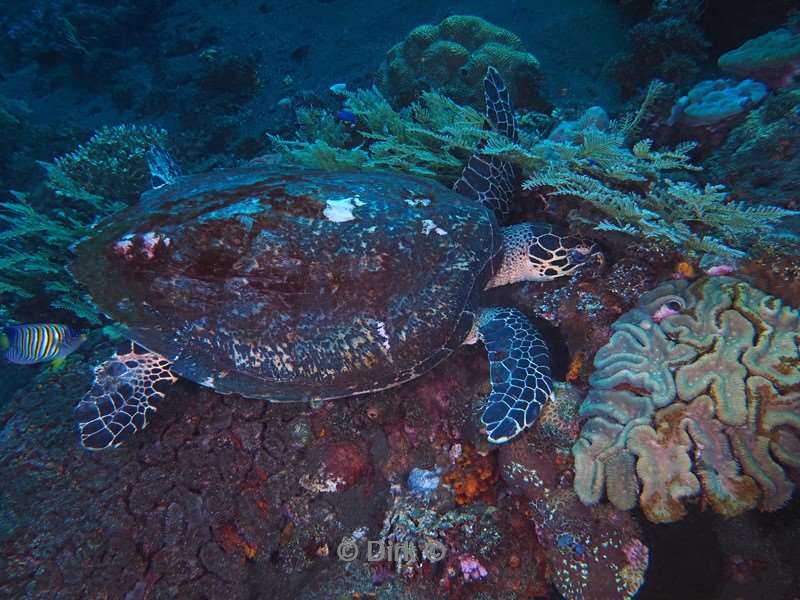 duiken bali tulamben scheepswrak uss liberty