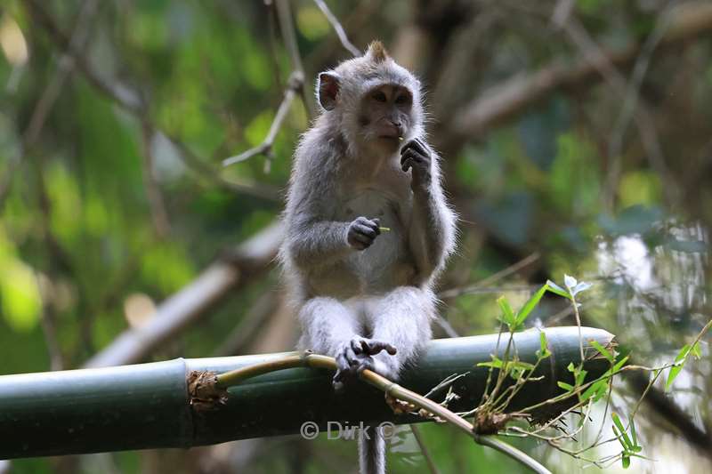 bali monkey forest