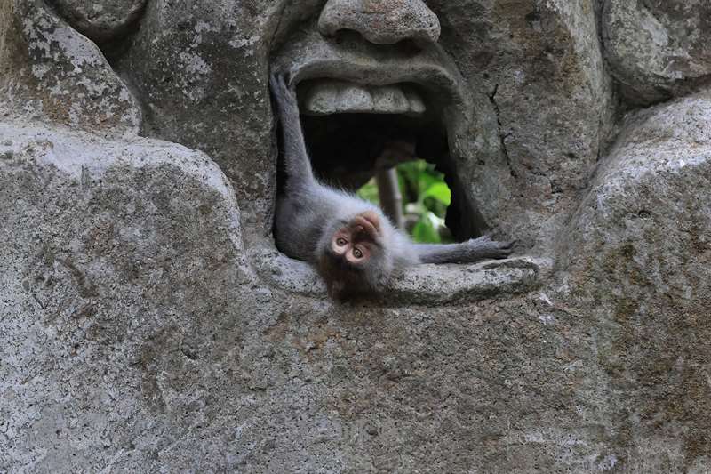 bali monkey forest