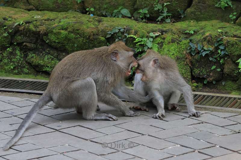 bali monkey forest