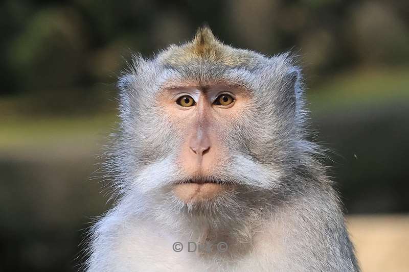 bali monkey forest