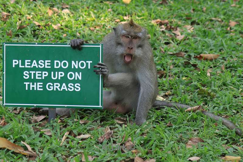 bali monkey forest