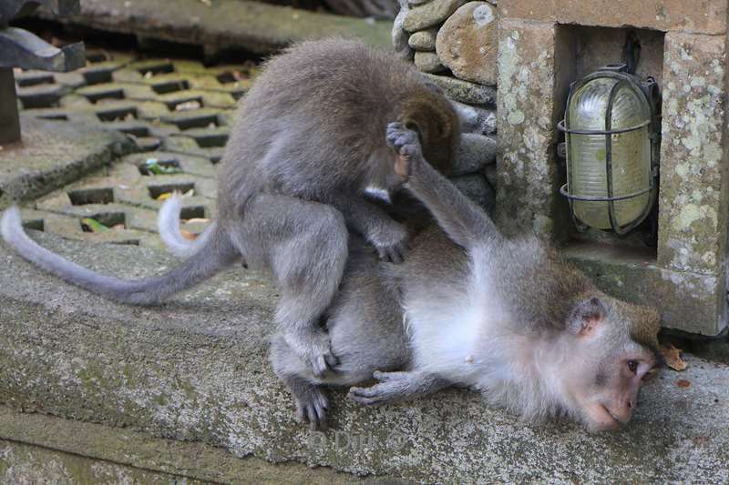 bali monkey forest