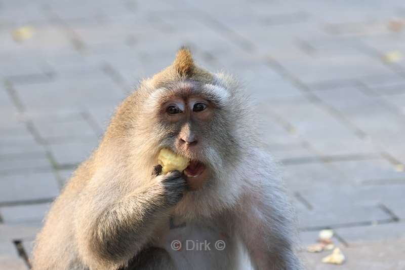 bali monkey forest