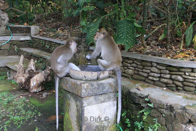 bali monkey forest