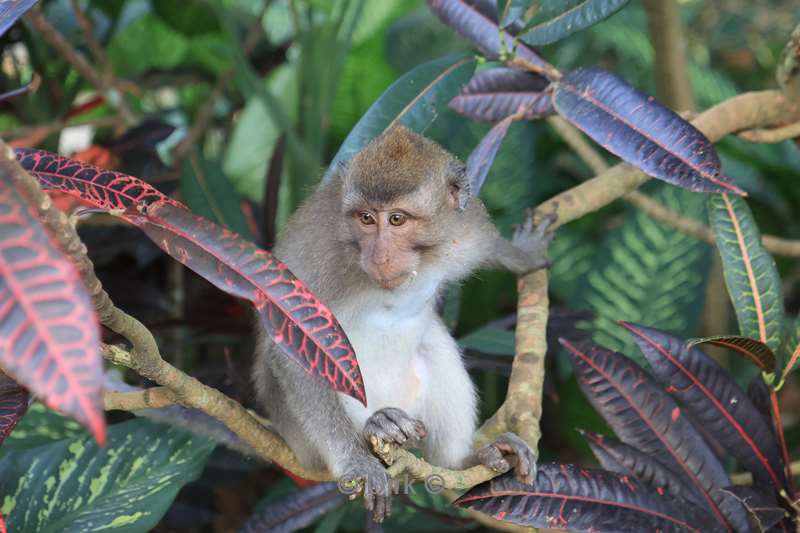 bali monkey forest