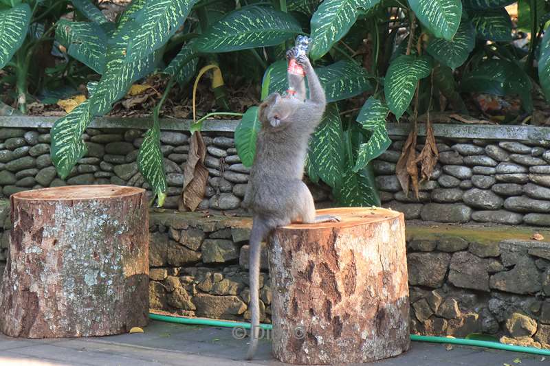 bali monkey forest