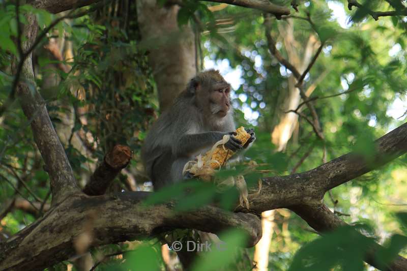 bali monkey forest