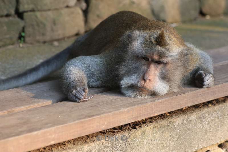 bali monkey forest