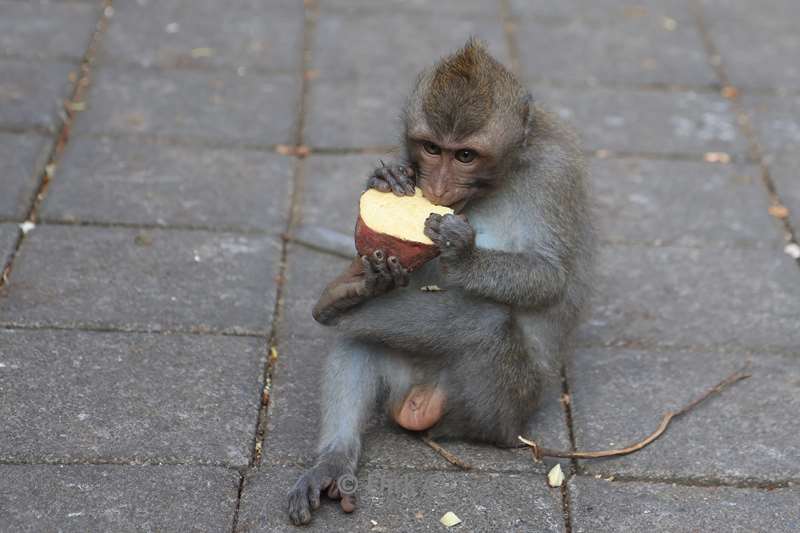 bali monkey forest