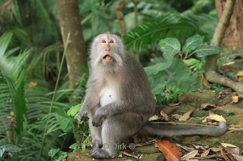 bali monkey forest