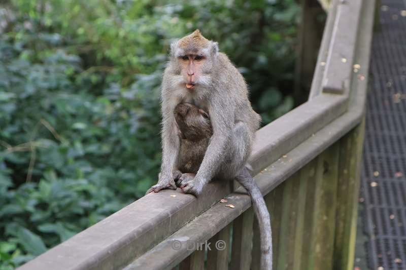 bali monkey forest