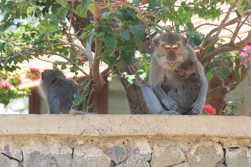 bali monkeys tulamben