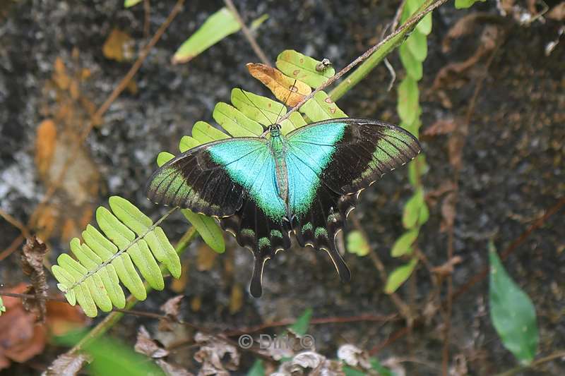 bali vlindertuin tabanan