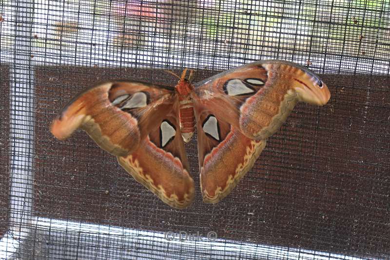 bali vlindertuin tabanan