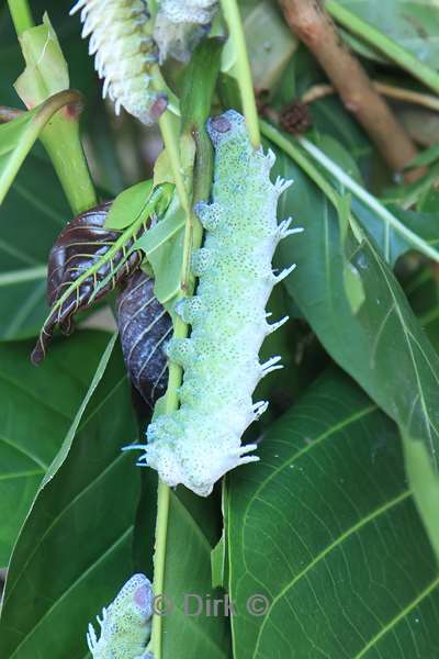 bali vlindertuin tabanan