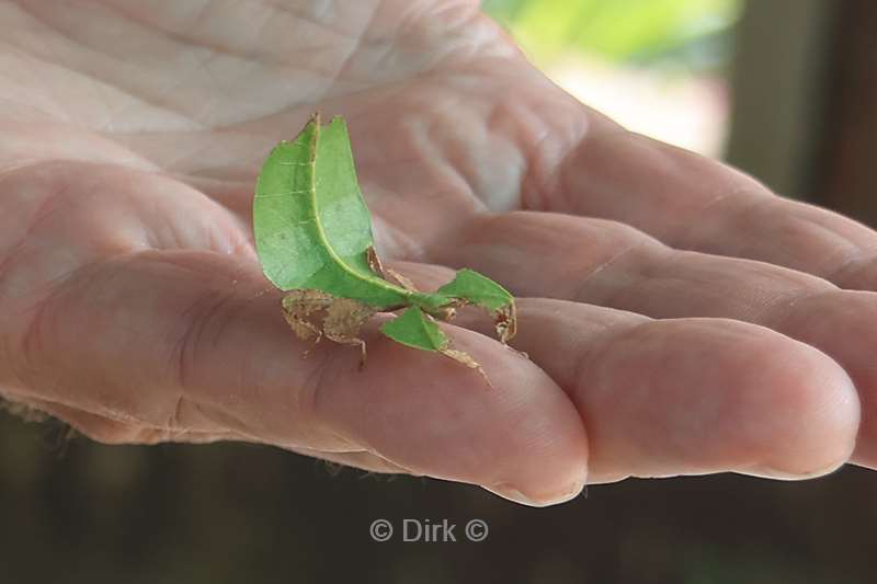 bali vlindertuin tabanan