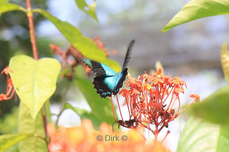 bali vlindertuin tabanan