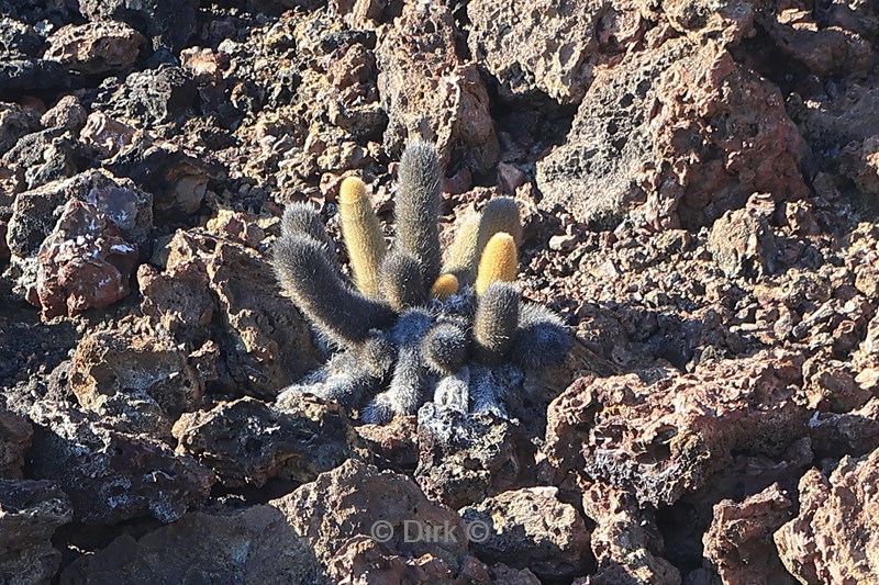 galapagos bartolome island