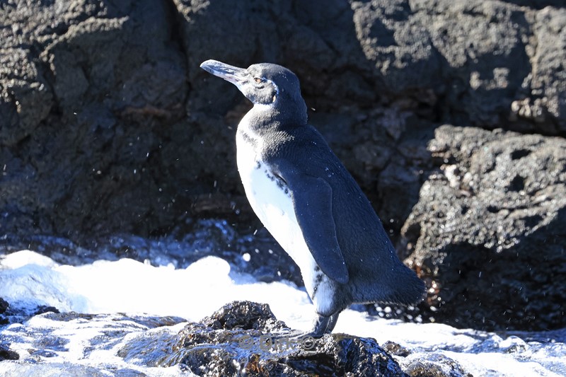 galapagos bartolome island