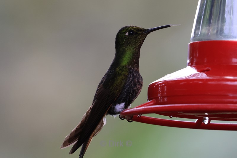 bellavista lodge colibri