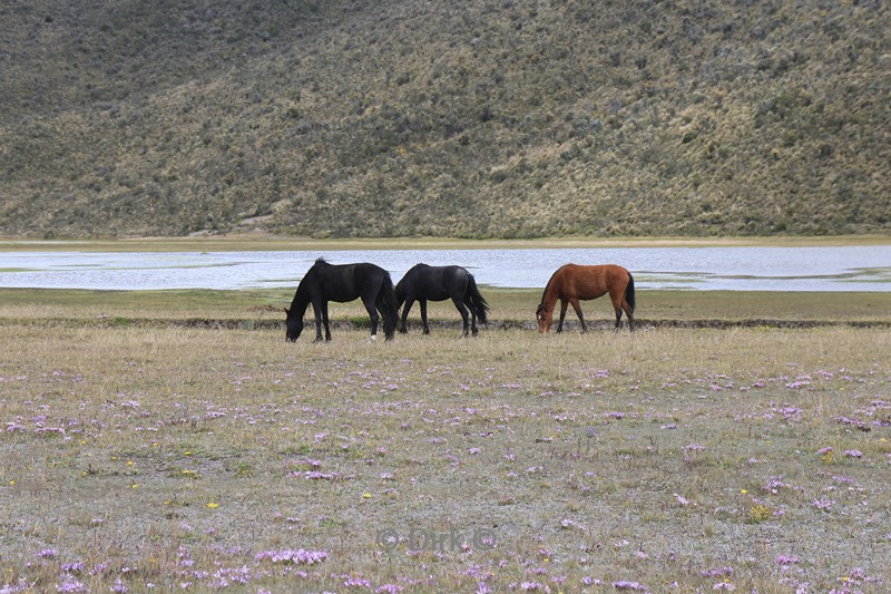 cotapaxi vulkaan quito ecuador