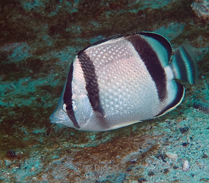 duiken galapagos atoll