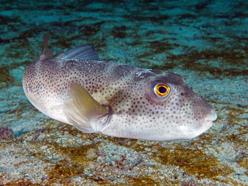 duiken galapagos atoll