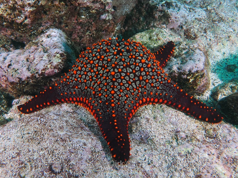 duiken galapagos atoll