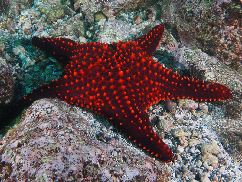 duiken galapagos atoll