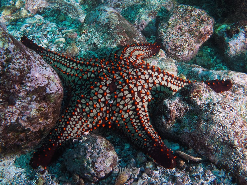 duiken galapagos atoll