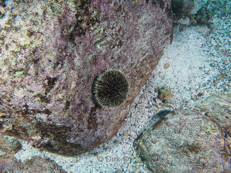 duiken galapagos atoll