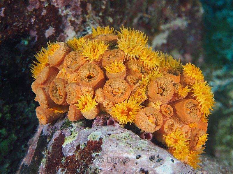 duiken galapagos atoll