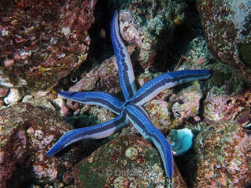 duiken galapagos atoll