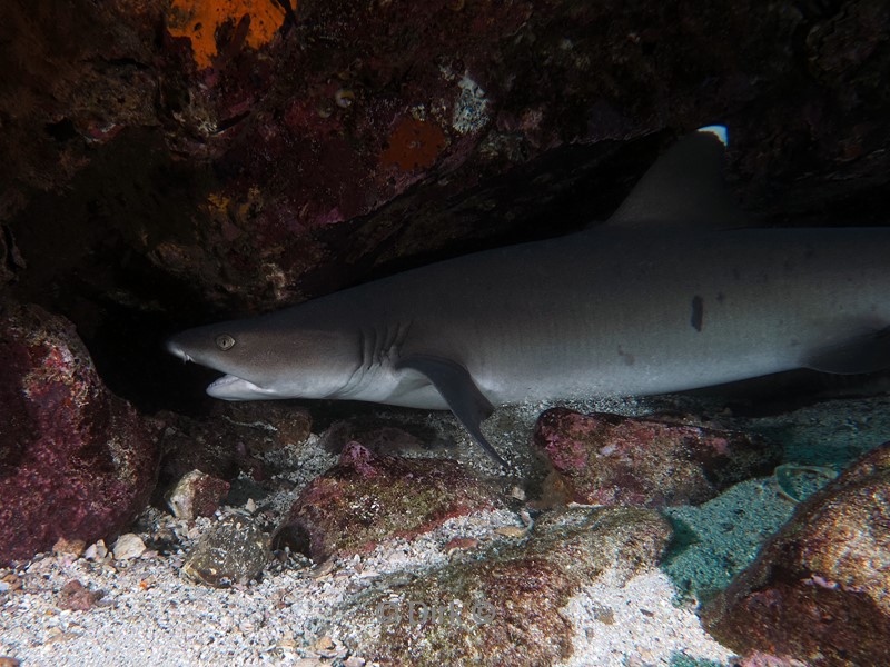 duiken galapagos atoll