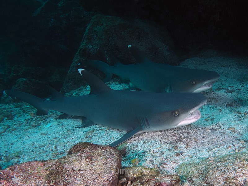 duiken galapagos atoll