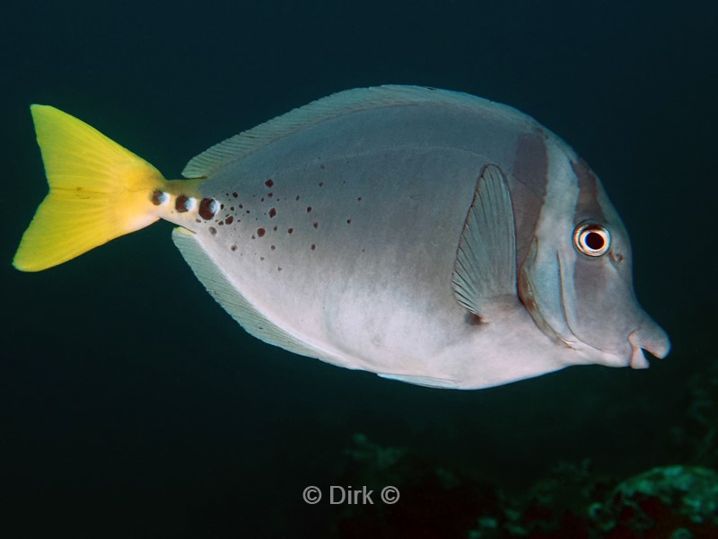 duiken galapagos atoll