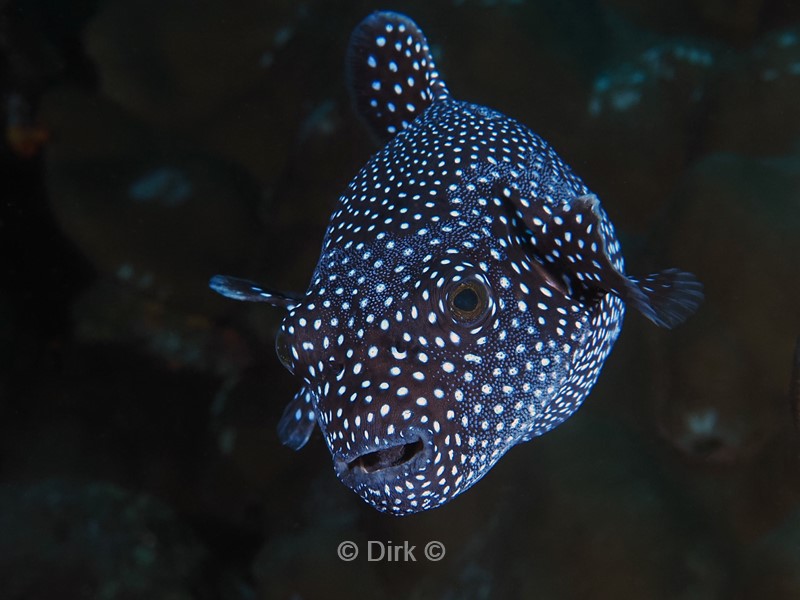 duiken galapagos atoll