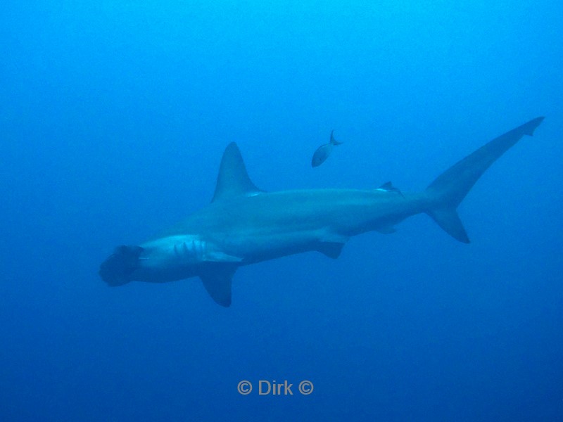 duiken galapagos atoll