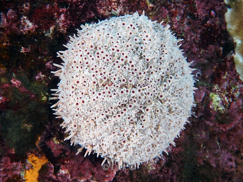 duiken galapagos atoll