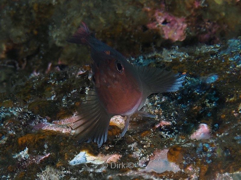 duiken galapagos atoll