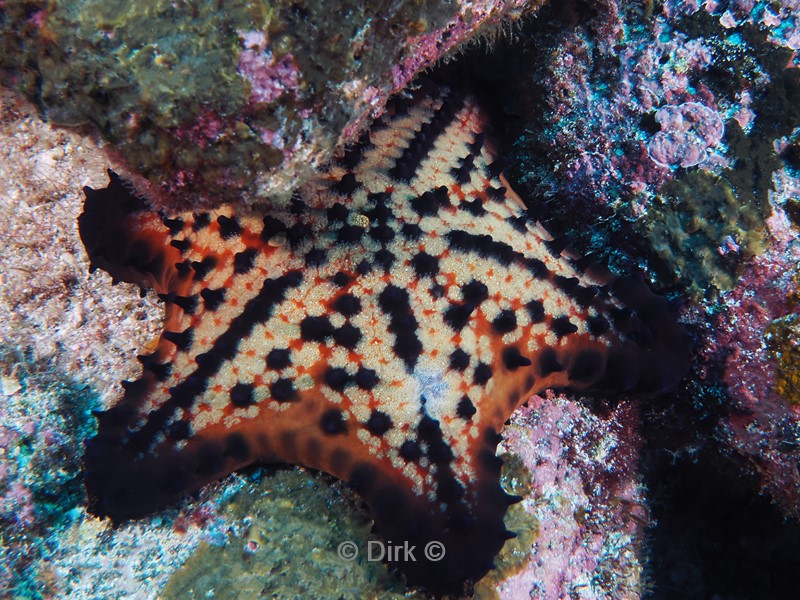 duiken galapagos atoll