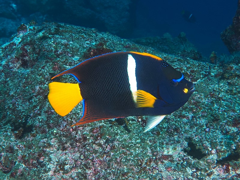 duiken galapagos atoll