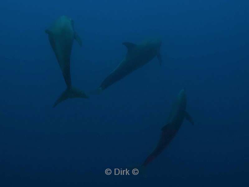 duiken galapagos atoll