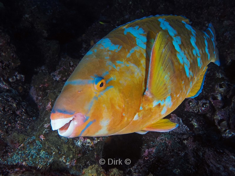 duiken galapagos atoll