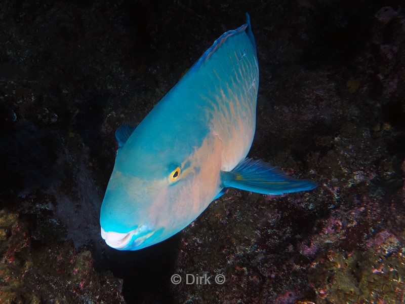 duiken galapagos atoll