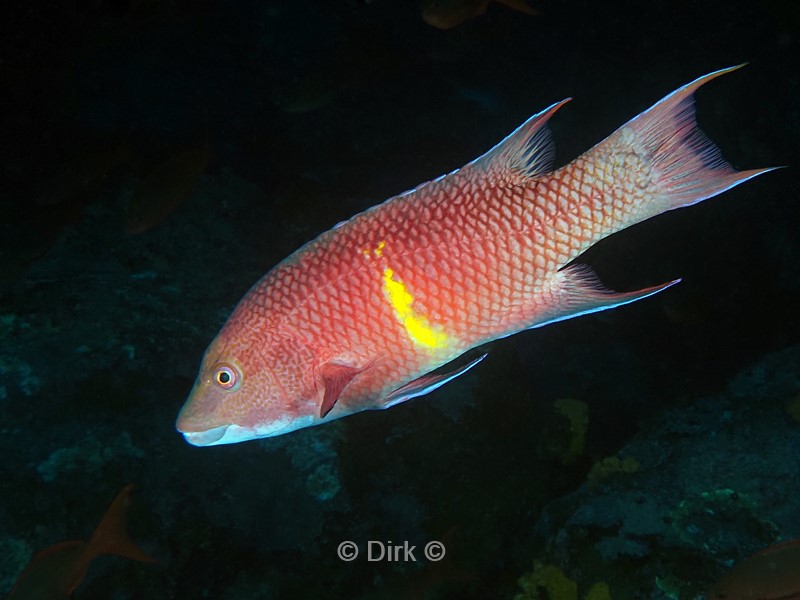 duiken galapagos atoll